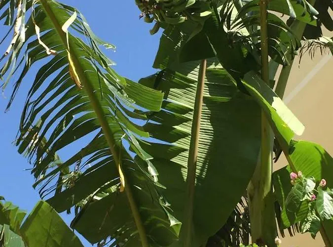 Dusanka Διαμέρισμα